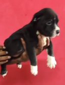 Buy Male Pitbull Puppy from Ahmedabad